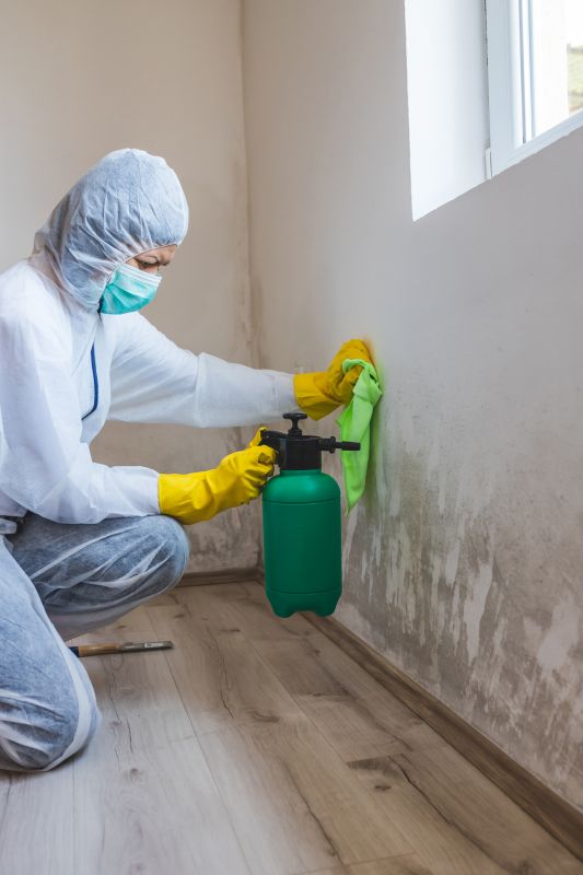 Local Mold Removal Pros pros at work