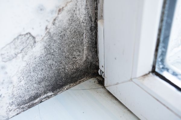 Black Mold Inspection