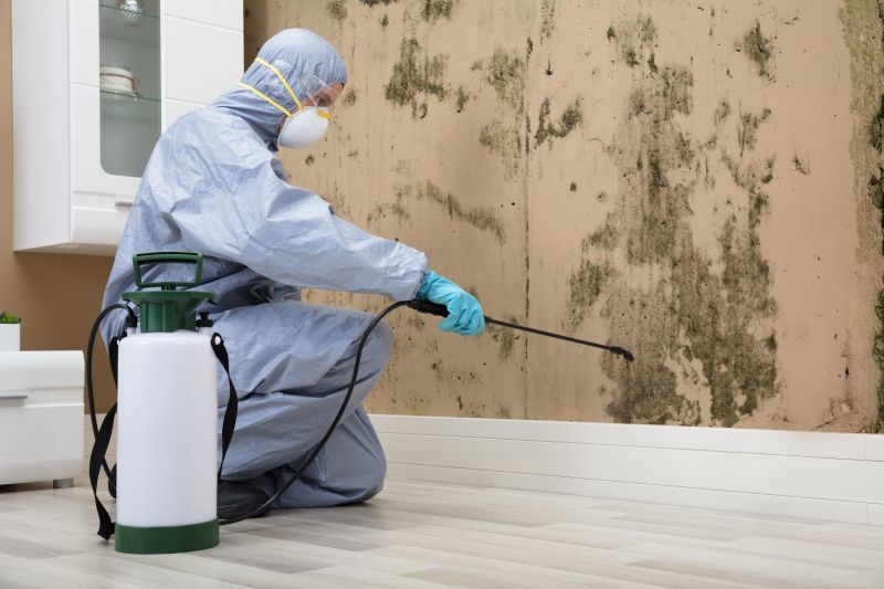 Mold Removal Pros