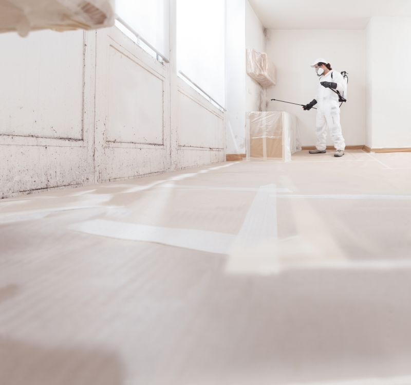 Mold Removal Pros