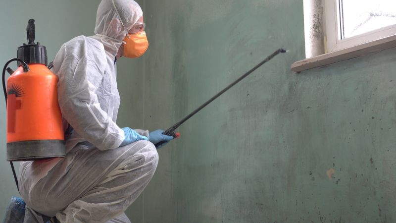 Mold Removal Pros
