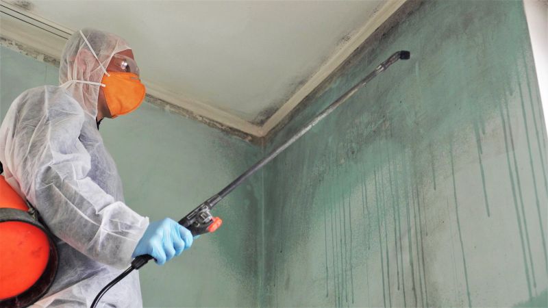 Mold Removal Pros